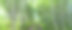年轻的桦树在乡间小路上拱起图片下载