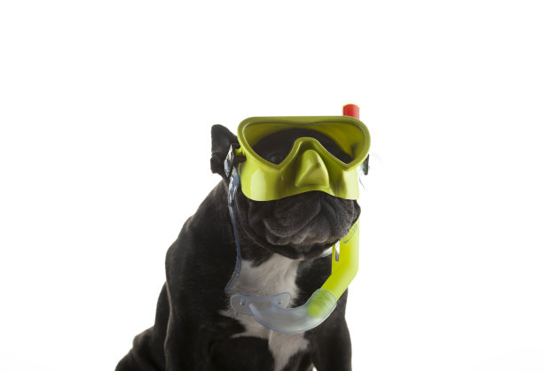 狗的白色背景图像图片下载