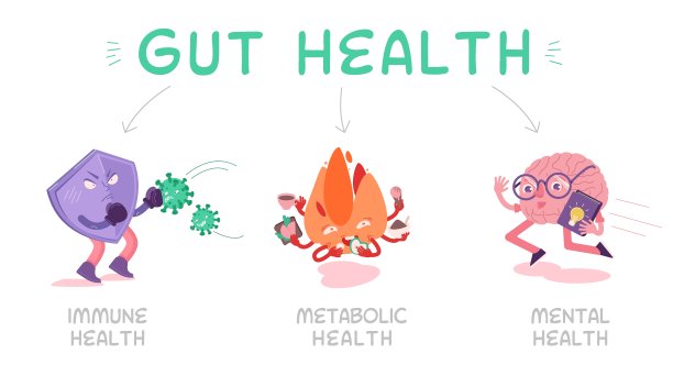 为什么肠道健康很重要?景观向量的海报。图片下载