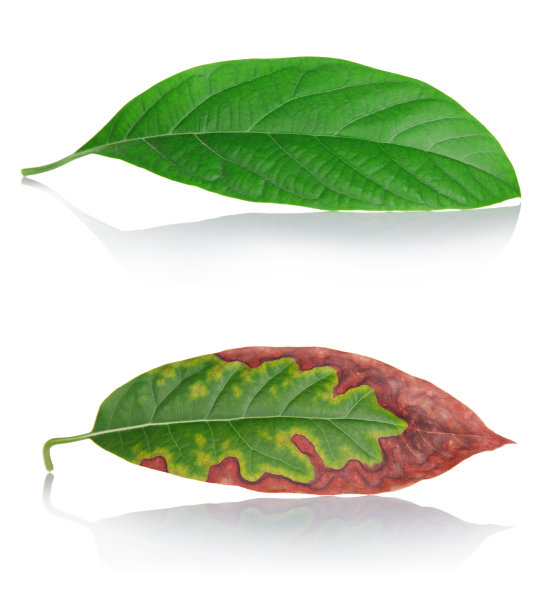 老化的概念。两个表。新鲜健康的叶和老叶孤立在白色上图片下载