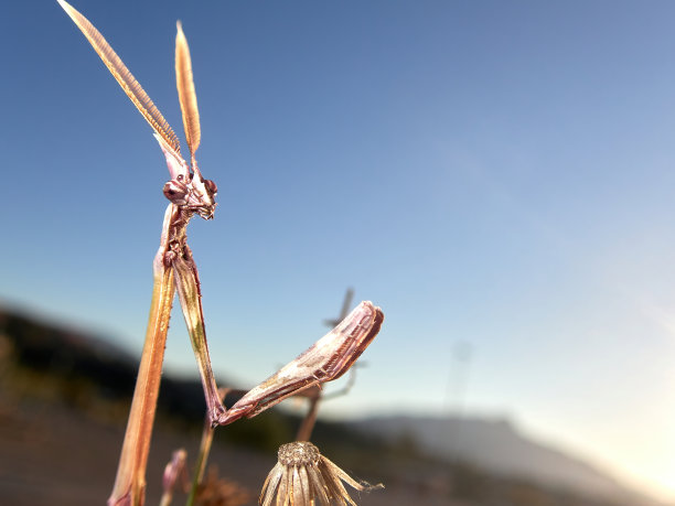 优雅的昆虫Empusa pennata在黄色花朵上等待日出时在草地上捕食图片下载