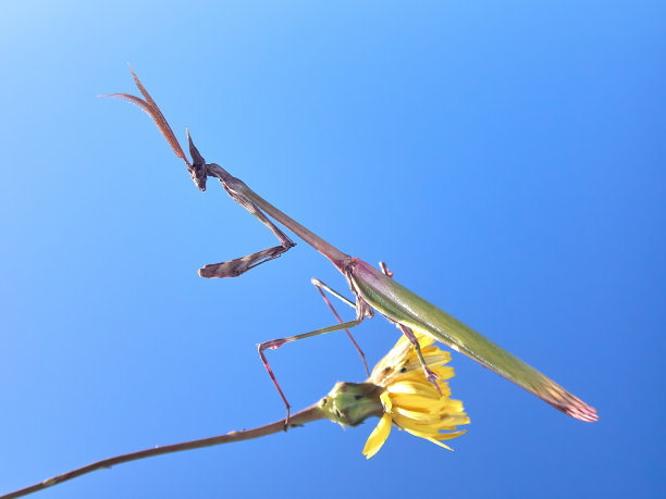 优雅的昆虫Empusa pennata在黄色花朵上等待日出时在草地上捕食图片下载