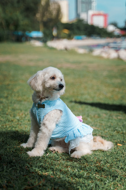 白色的小狗在操场上图片下载