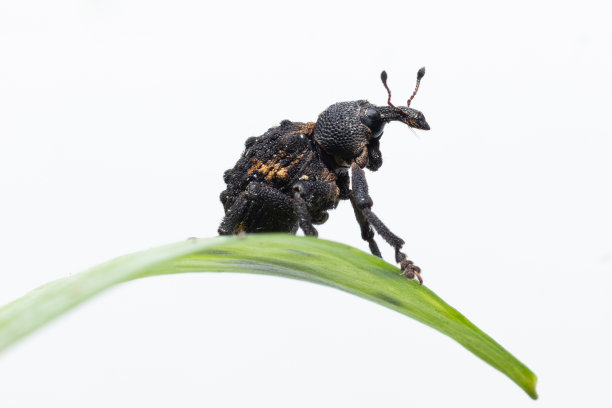 芒果种子象甲坐在一张白色背景的绿叶照片上图片下载