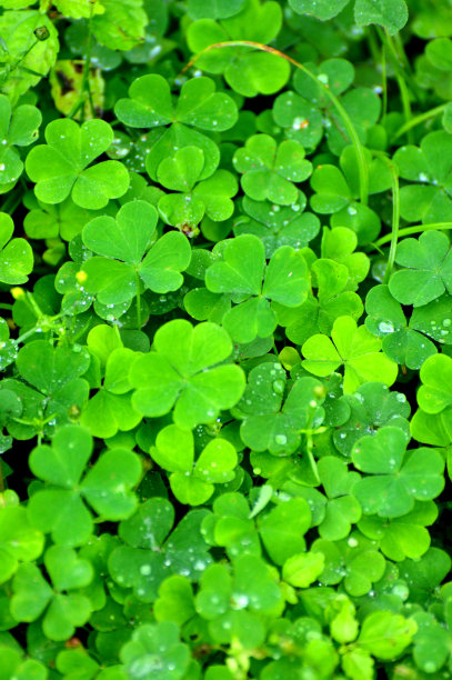 天然绿色背景与新鲜的绿色三叶草叶子。春天和夏天的主题。森林里的三叶草。圣帕特里克节背景，节日象征。大自然植物绿色三叶草的微距照片图片下载