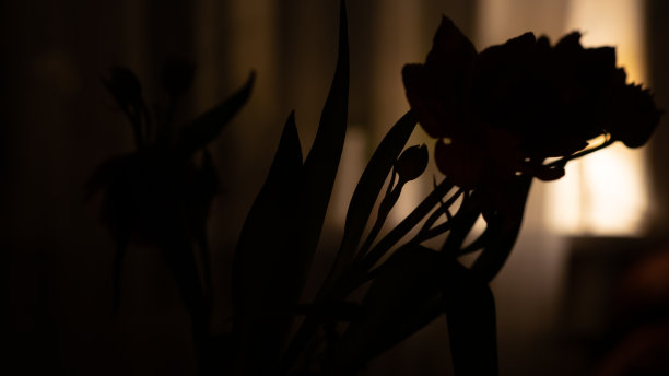 一束花的剪影。一个充满鲜花和昏暗灯光的浪漫夜晚。图片下载