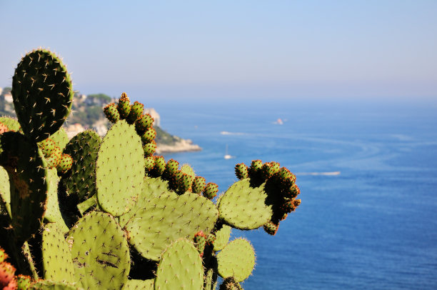 从法国旅行的植物照片。图片下载