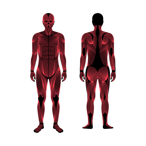 人类肌肉系统图片下载