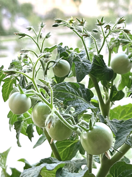 阳台花园。一户多层住宅阳台上的番茄丛中有绿色的番茄图片下载