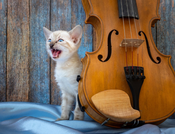 孟加拉小雪猫在小提琴旁边喵喵叫图片下载
