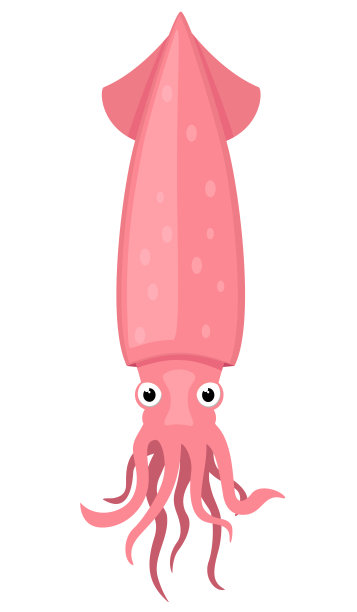 白色背景上的鱿鱼。海洋生物图片下载