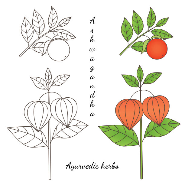 阿什瓦甘达工厂2-03图片下载
