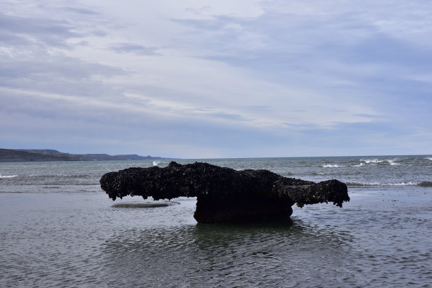 贻贝覆盖岩石图片下载