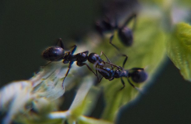 黑花园蚂蚁图片下载
