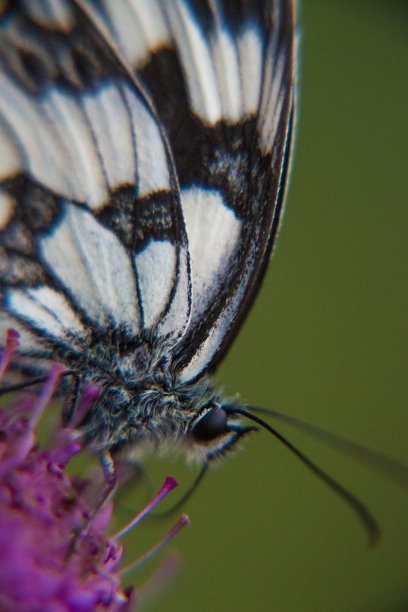 美丽的白色大理石图片下载