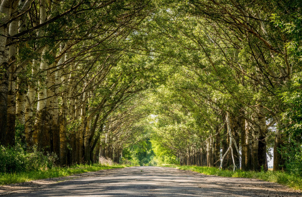 风景优美的夏日森林之路图片下载