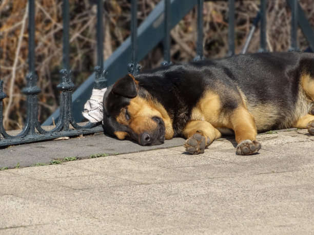 在一个阳光明媚的早晨，一只黑色和棕色的流浪狗在户外睡觉图片下载