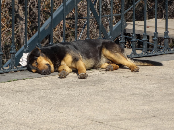 在一个阳光明媚的早晨，一只黑色的流浪狗在户外睡觉图片下载