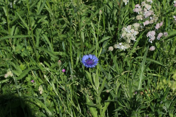 蓝紫色的矢车菊，生长在野外图片下载