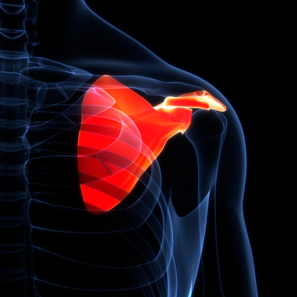 人体骨骼系统、肩胛骨、关节解剖学图片下载
