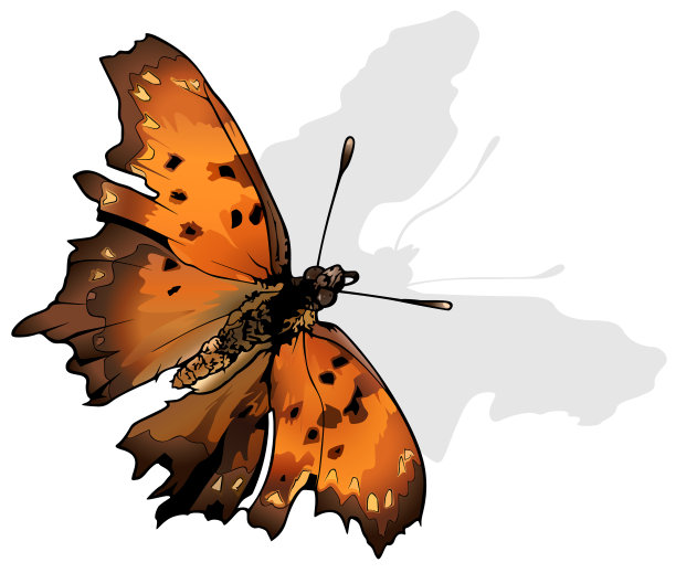 问号蝴蝶图片下载