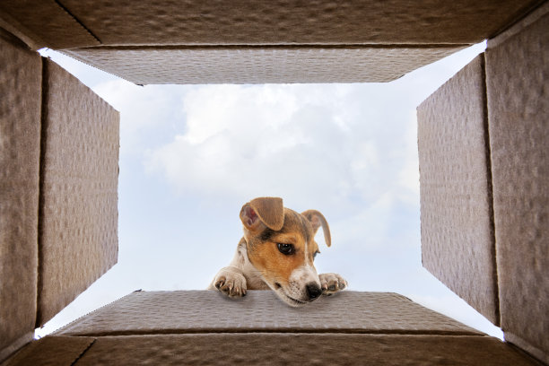好奇的杰克罗素梗狗正在看里面的纸板盒图片下载