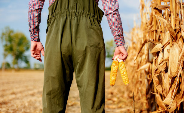 今年的收成很好。农民在田里采摘玉米，特写照片。农业的概念图片下载