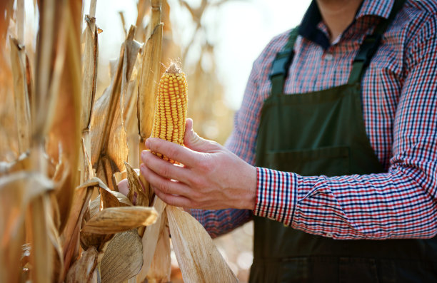今年的收成很好。农民在田里采摘玉米，特写照片。农业的概念图片下载