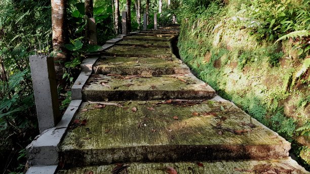 村道上坡长满青苔，四周长满青草图片下载