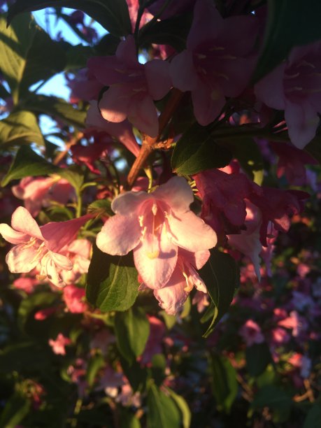 Weigela佛罗里达花图片下载