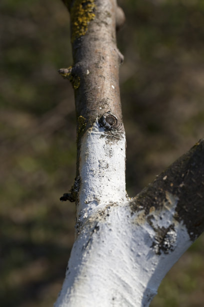 树干部分有树皮图片下载