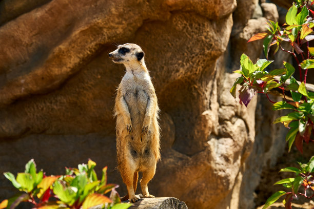 棕色小狐獴站在那里，向四周看了看。保护领土不受敌人侵犯。猫鼬站在柱子上，往旁边看。猫鼬用后腿站立。图片下载