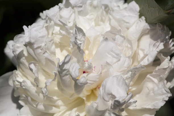 夏季盛开的白色牡丹图片下载