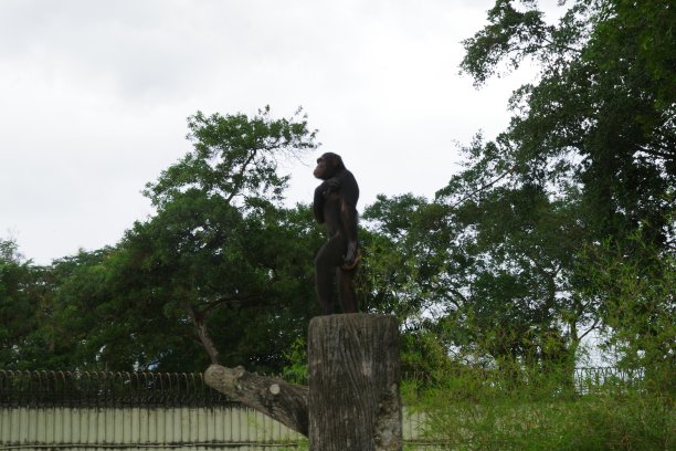 马来西亚柔佛州动物园的黑猩猩图片下载