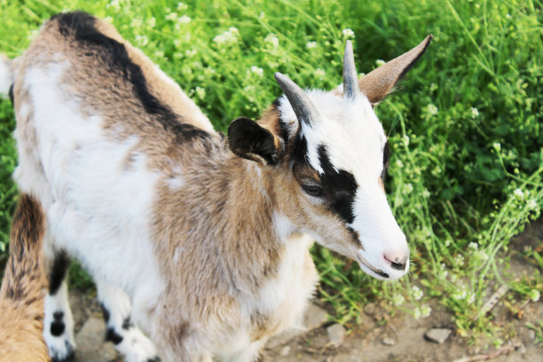 摩羯座图片下载