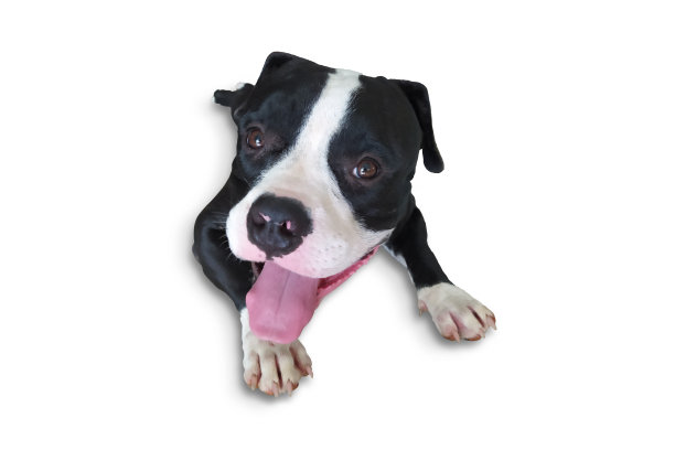 美国恶霸小狗在白色背景与修剪路径图片下载