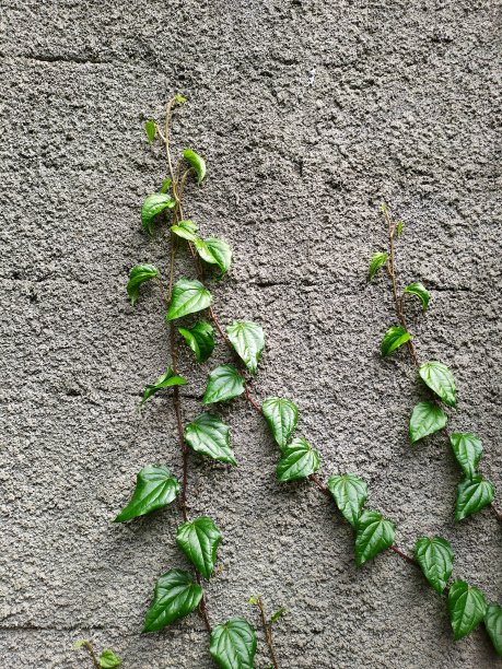 甲虫的叶子图片下载