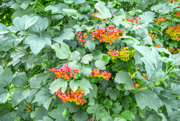 夏季花园中生长的未成熟荚蒾红色浆果图片下载