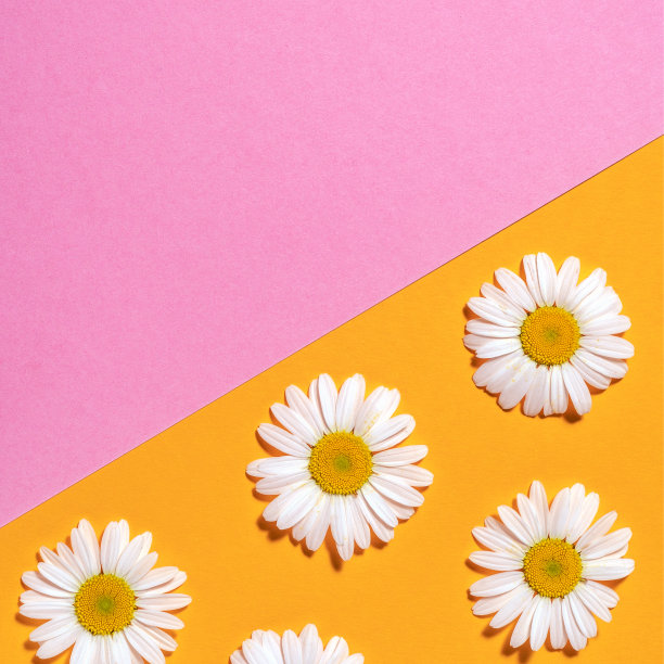 明亮的背景与洋甘菊。黄粉色背景上的黛西。平躺图片下载