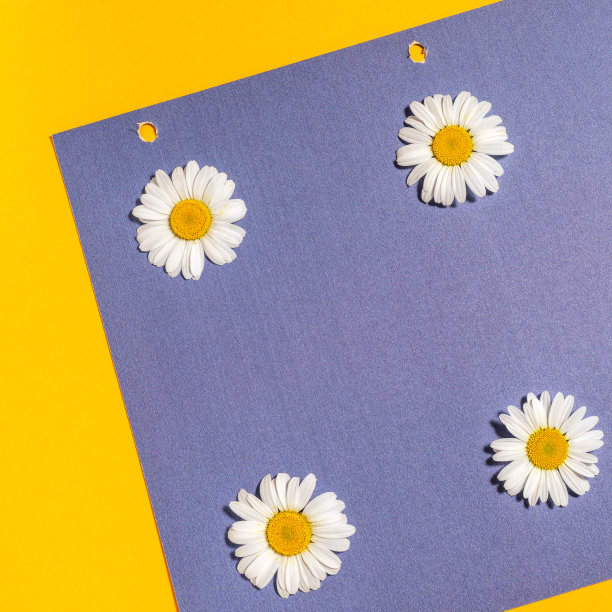 明亮的背景与洋甘菊。黄蓝背景上的黛西。平躺图片下载