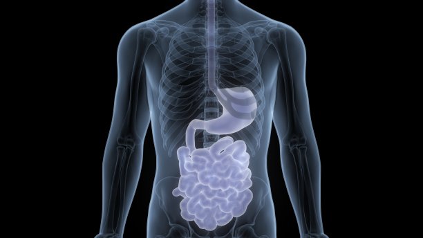 人体消化系统胃与小肠解剖图片下载