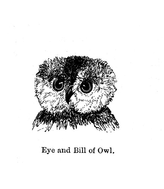 19c黑白雕刻猫头鹰的头和脸;鸟类的历史1890年图片下载