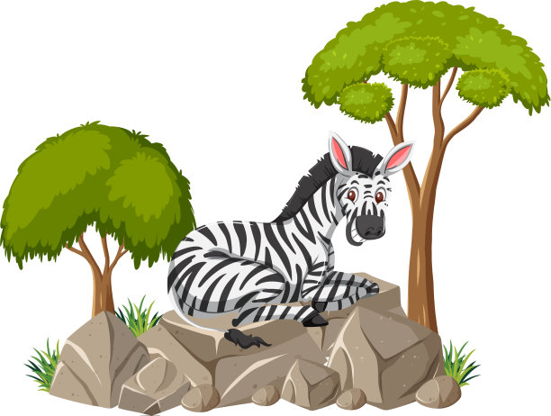 一个斑马躺在石头上的孤立场景图片下载