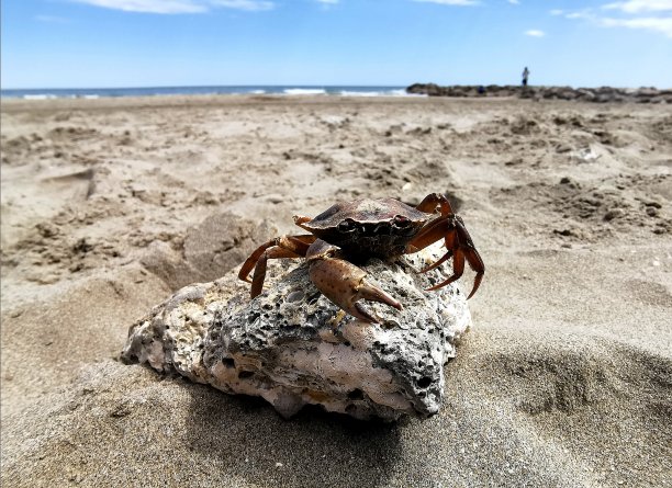 海滩上的螃蟹图片下载