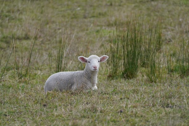一只小羊羔坐在田野里图片下载