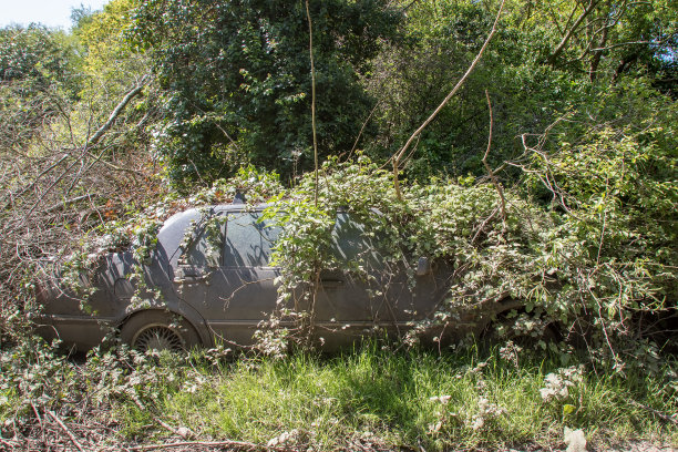 被灌木丛覆盖的废弃旧汽车。自然回收的车辆。图片下载