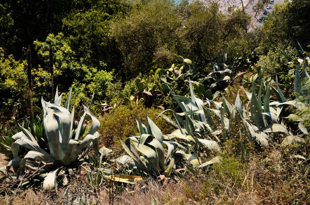 从法国旅行的植物照片。图片下载