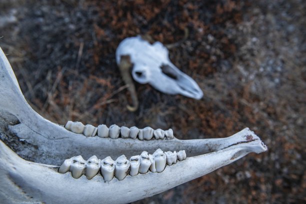 这是麝牛的下颚骨骼，在背景中有一个完整的头骨，上面长着角图片下载