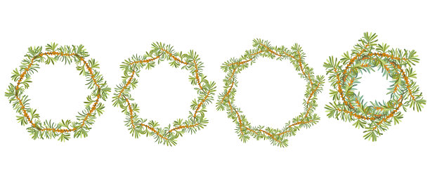 一套沙棘花圈。沙棘的浆果和叶子。矢量插图。图片下载