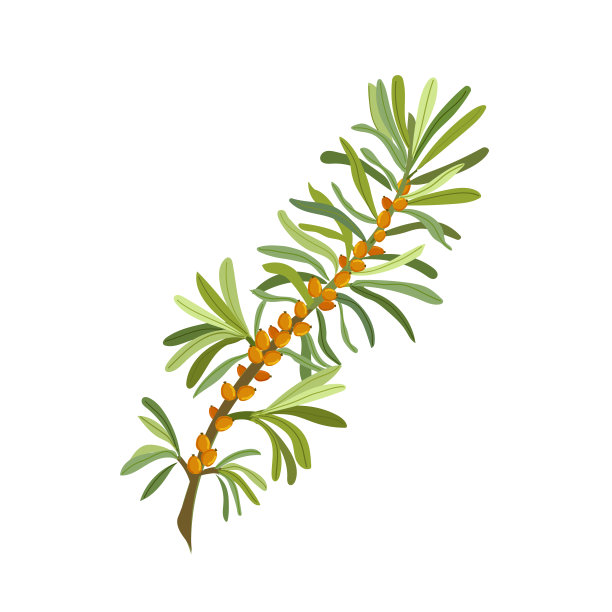 沙棘分支。沙棘的浆果和叶子。矢量插图。图片下载